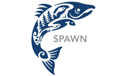 Salmon (SPAWN) | Turtle Island Restoration Network : 